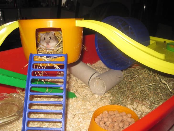 Dværghamster Magnus. billede 5