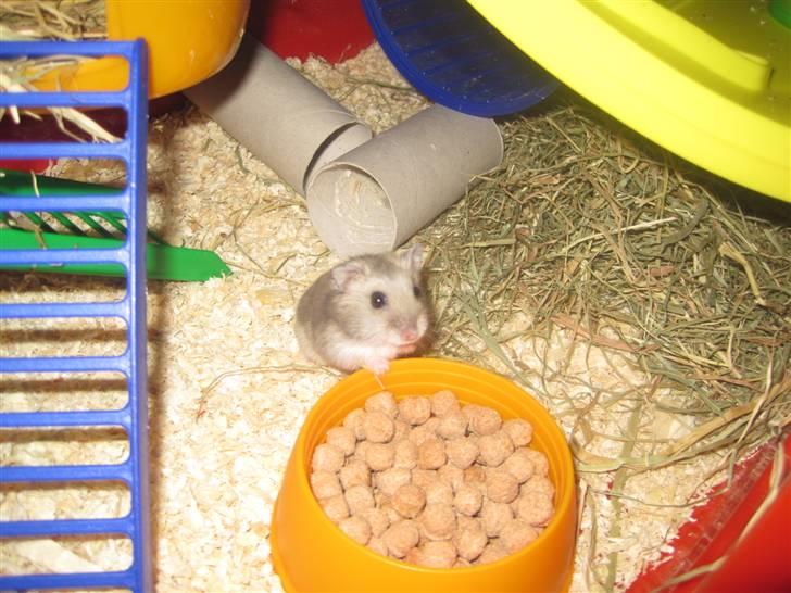 Dværghamster Magnus. billede 6
