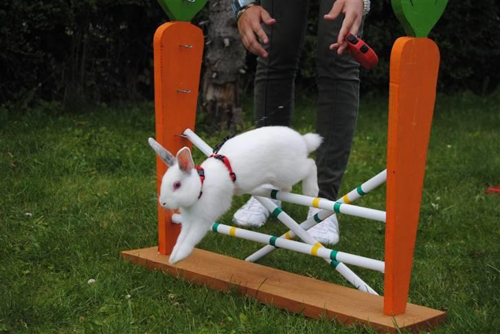 Kanin McGee - Hun kan skisme godt lide at hoppe, lille maggs :) billede 6