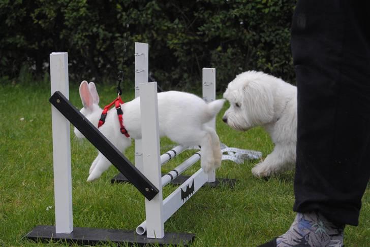 Kanin McGee - Hun er ved at blive ret god til at hoppe, her har jeg dog lidt for meget fat i snoren :( billede 7