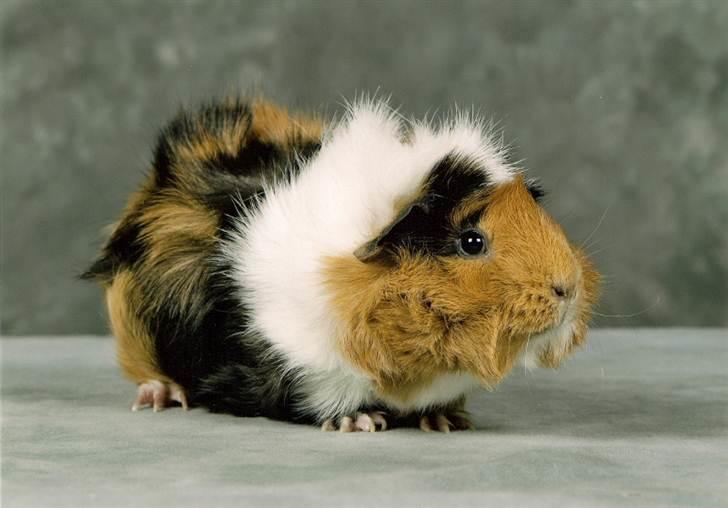 Marsvin Tamaya - Total lækre mig <3 var lige forbi til fotokonkurrence billede 4