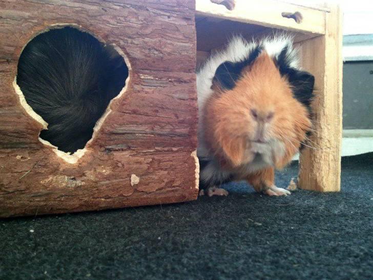 Marsvin Tamaya - elsker min lille hule, den er god at bide i, så jeg kan udvide rummet lidt billede 12