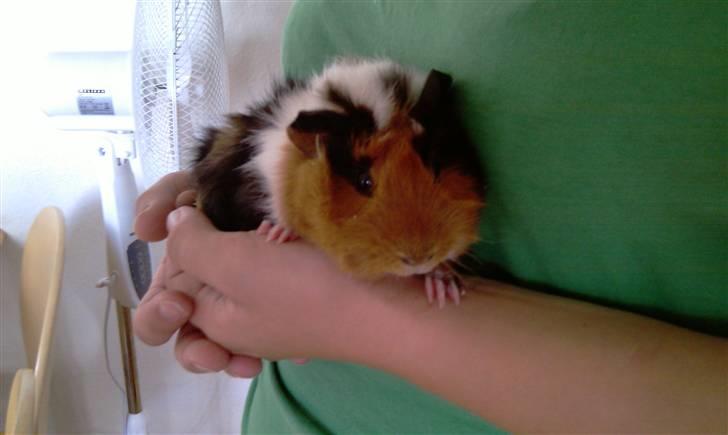 Marsvin Tamaya - nååårh har I set nogen mere kær end mig?? Det tror jeg ikke.. billede 11