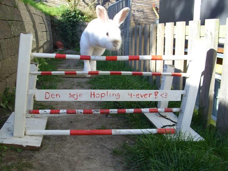 Kanin Canaada von havregryn - Alberte H. Højberg (mig)    juuuuump! cannada    ca. 45 cm billede 7