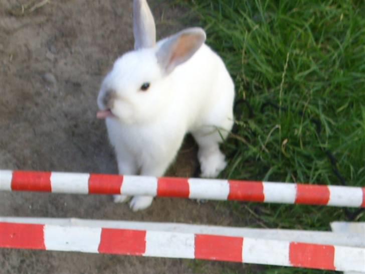 Kanin Canaada von havregryn - Alberte H. Højberg (mig)  slik slik! billede 8