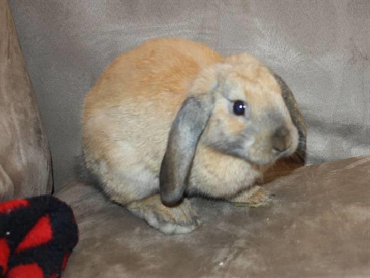 Kanin Bailey billede 2