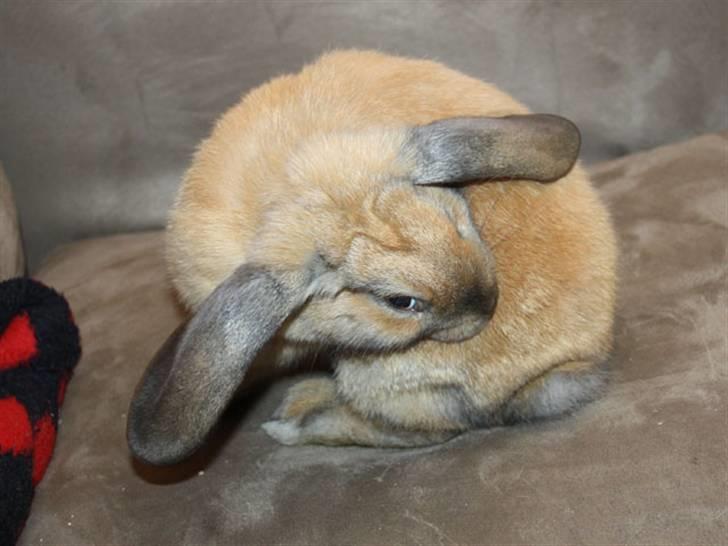 Kanin Bailey billede 3