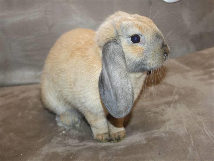 Kanin Bailey billede 4