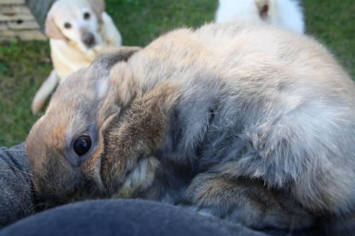 Kanin Bailey billede 5