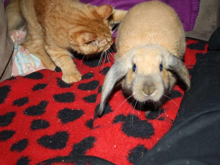 Kanin Bailey billede 6