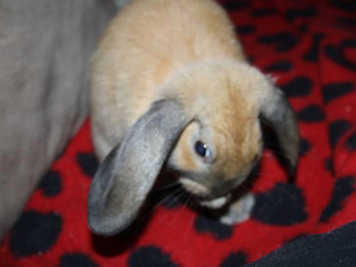 Kanin Bailey billede 7