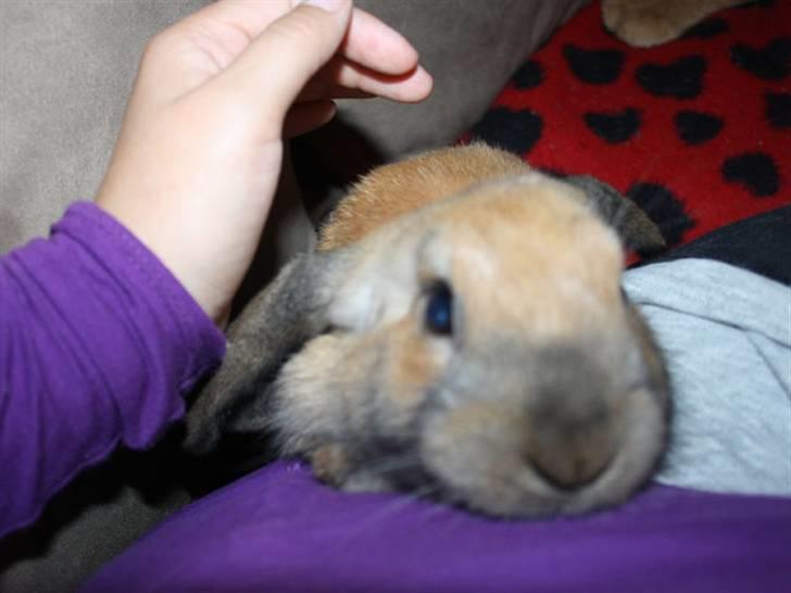 Kanin Bailey billede 8