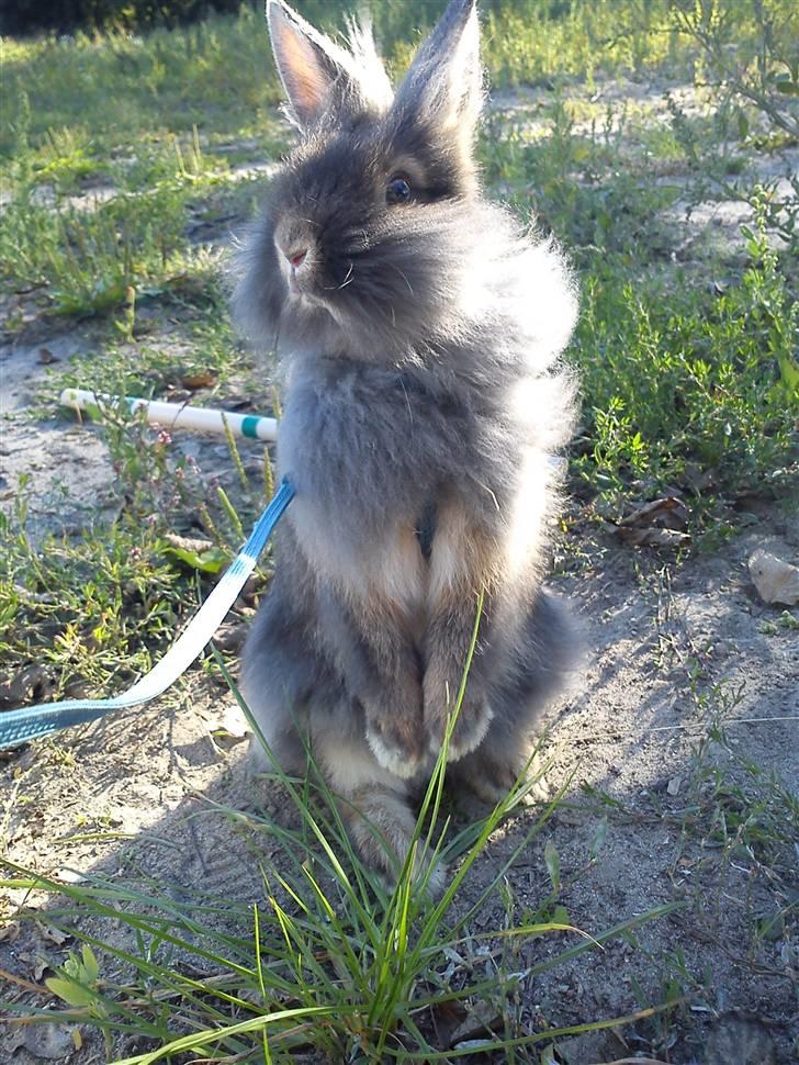 Kanin TEDDY-Rabits Eldina ;D billede 13