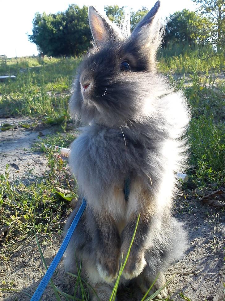 Kanin TEDDY-Rabits Eldina ;D billede 14