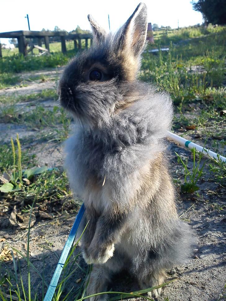 Kanin TEDDY-Rabits Eldina ;D billede 15