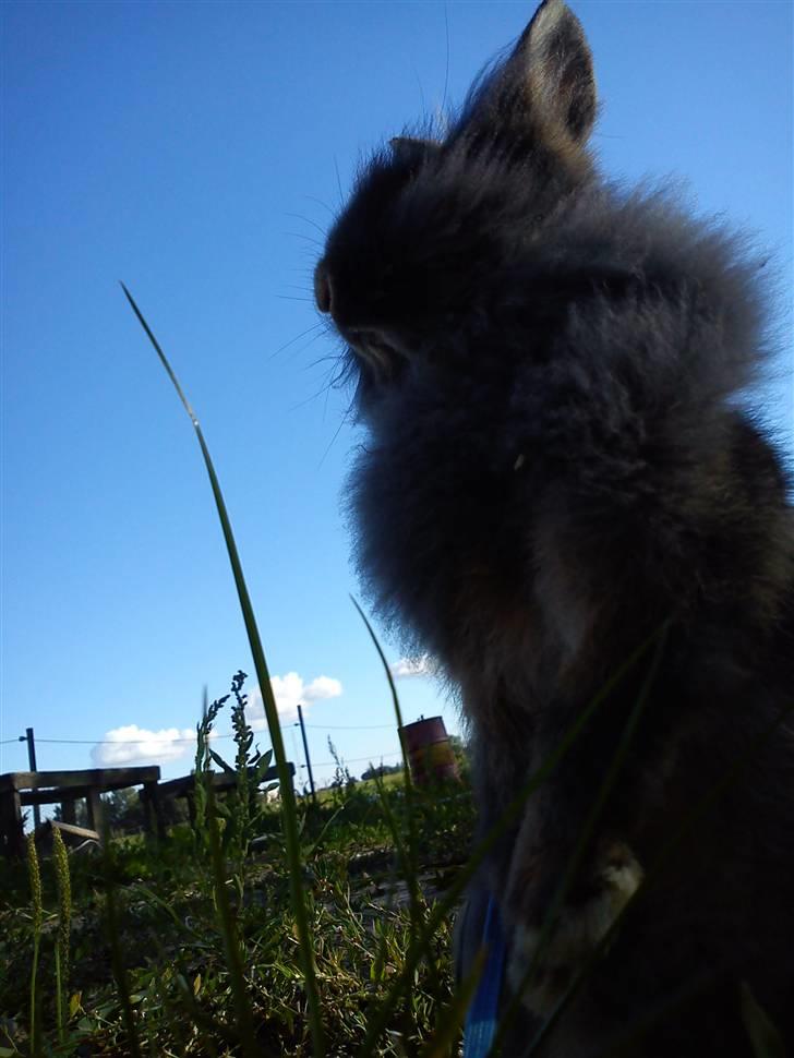 Kanin TEDDY-Rabits Eldina ;D billede 16