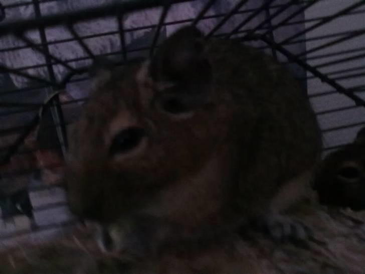 Degu Trille R.I.P - Miin Trille der er i sin mad billede 3