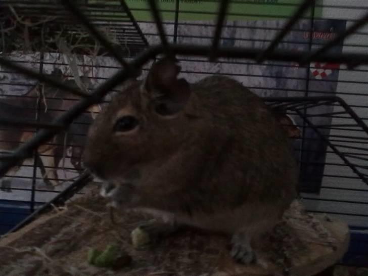 Degu Trille R.I.P - Trille spiser :) billede 4