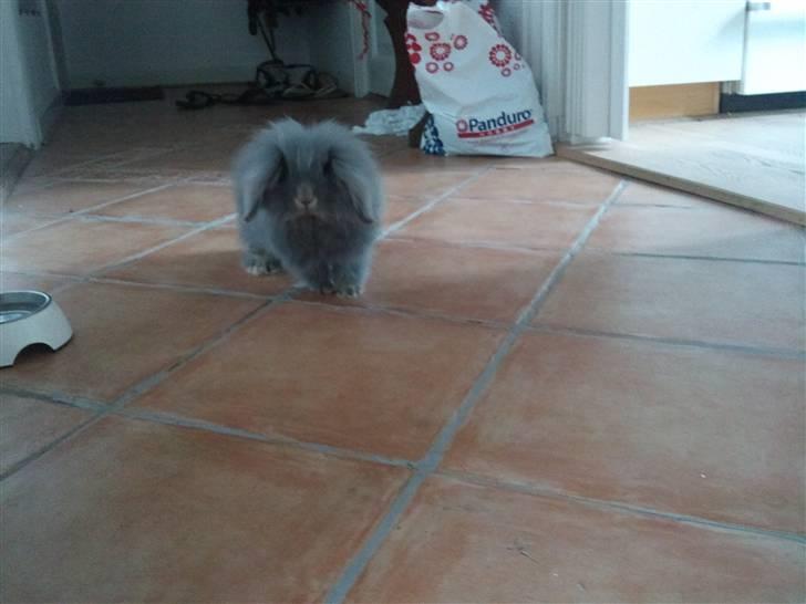 Kanin Precious Fluffy billede 14