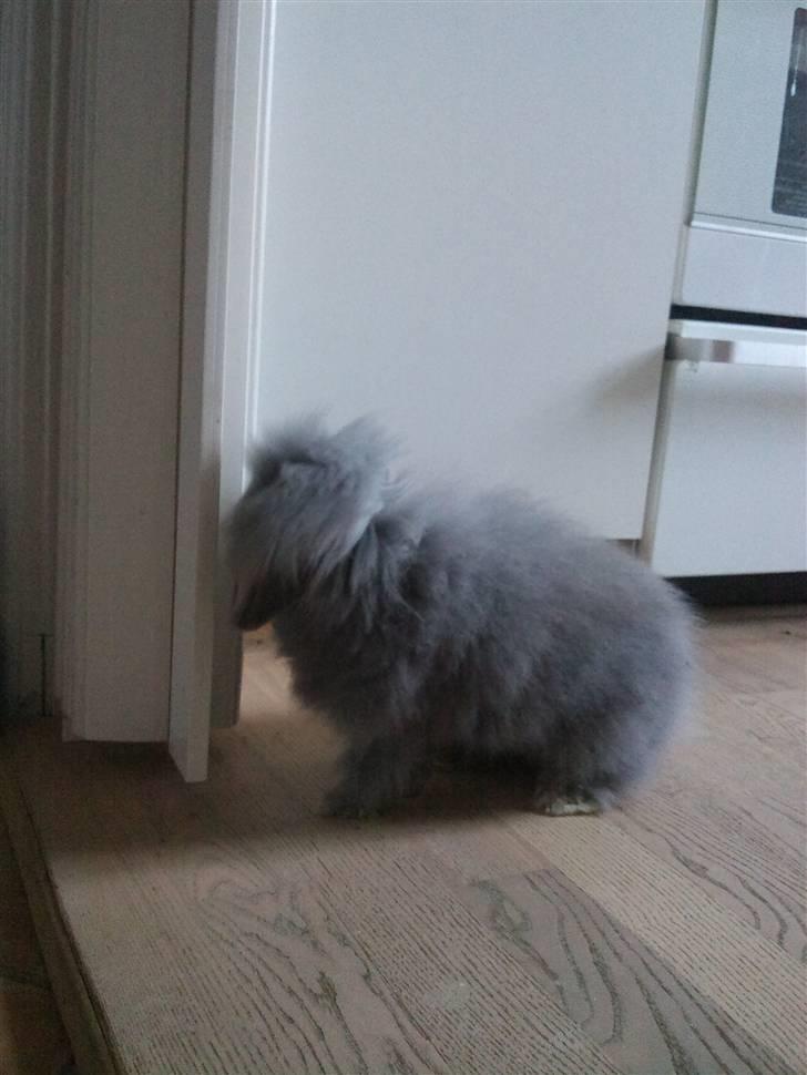 Kanin Precious Fluffy billede 15