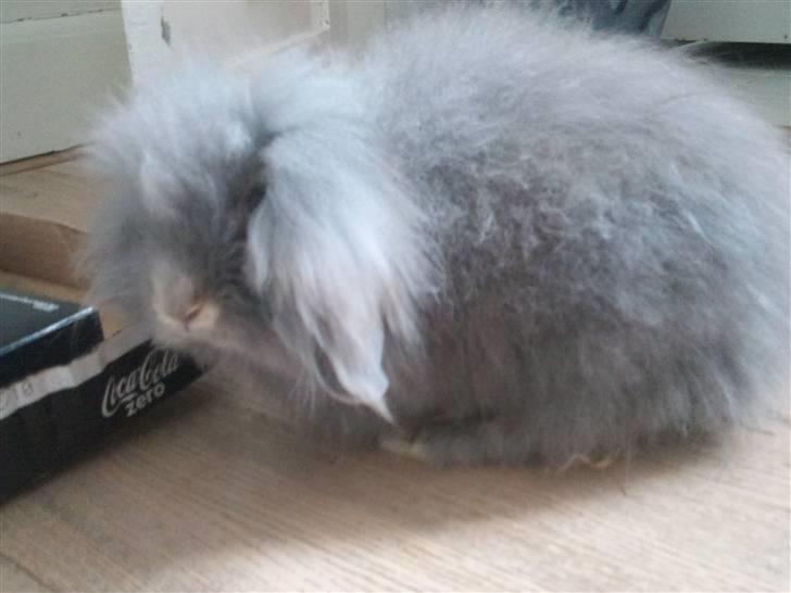 Kanin Precious Fluffy billede 16