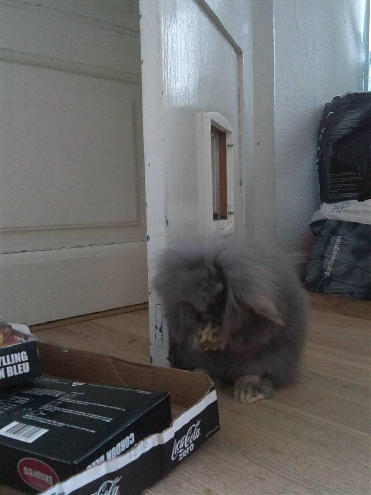 Kanin Precious Fluffy billede 17