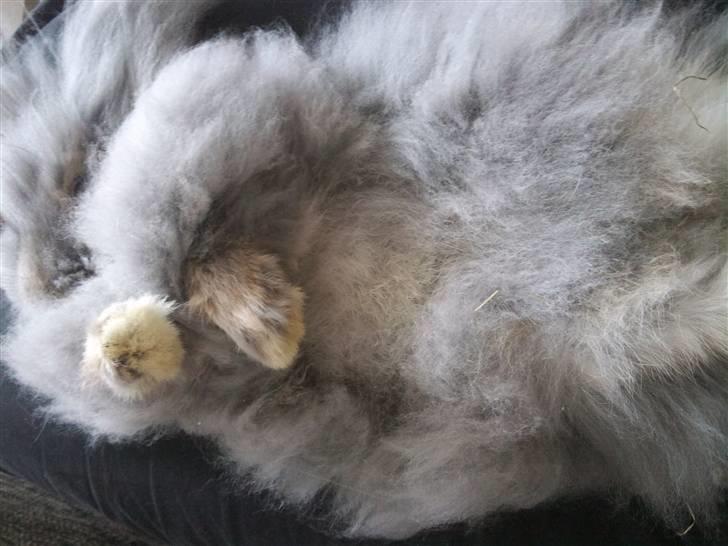 Kanin Precious Fluffy billede 18