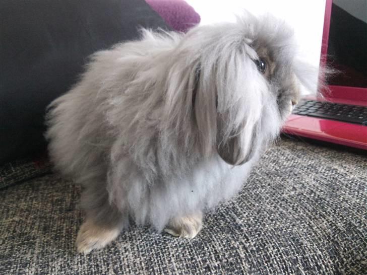 Kanin Precious Fluffy billede 19