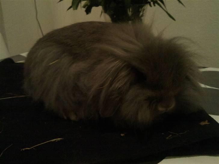 Kanin Precious Fluffy - Fluffy 9 mdr gammel :) Stor og flot dame :) billede 20