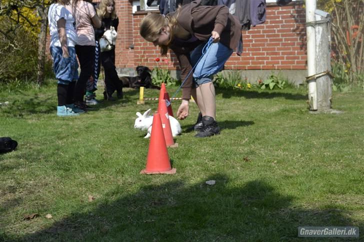 Kanin Snehvide<3 - 17* billede 14