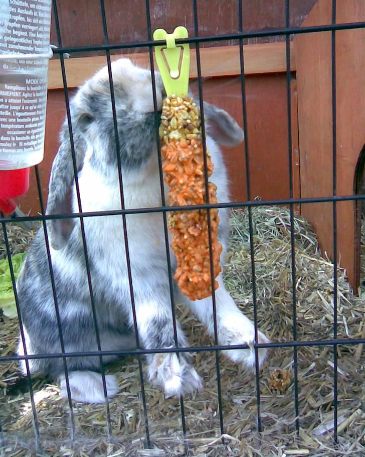 Kanin Hannibal R.I.P billede 17