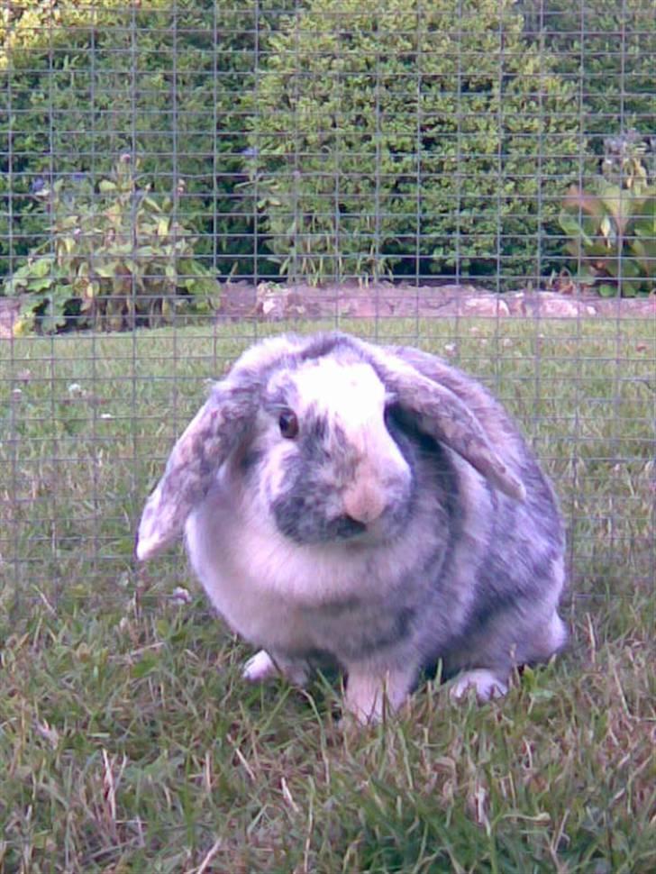 Kanin Hannibal R.I.P billede 18