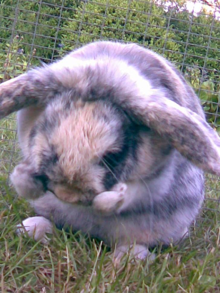 Kanin Hannibal R.I.P billede 19