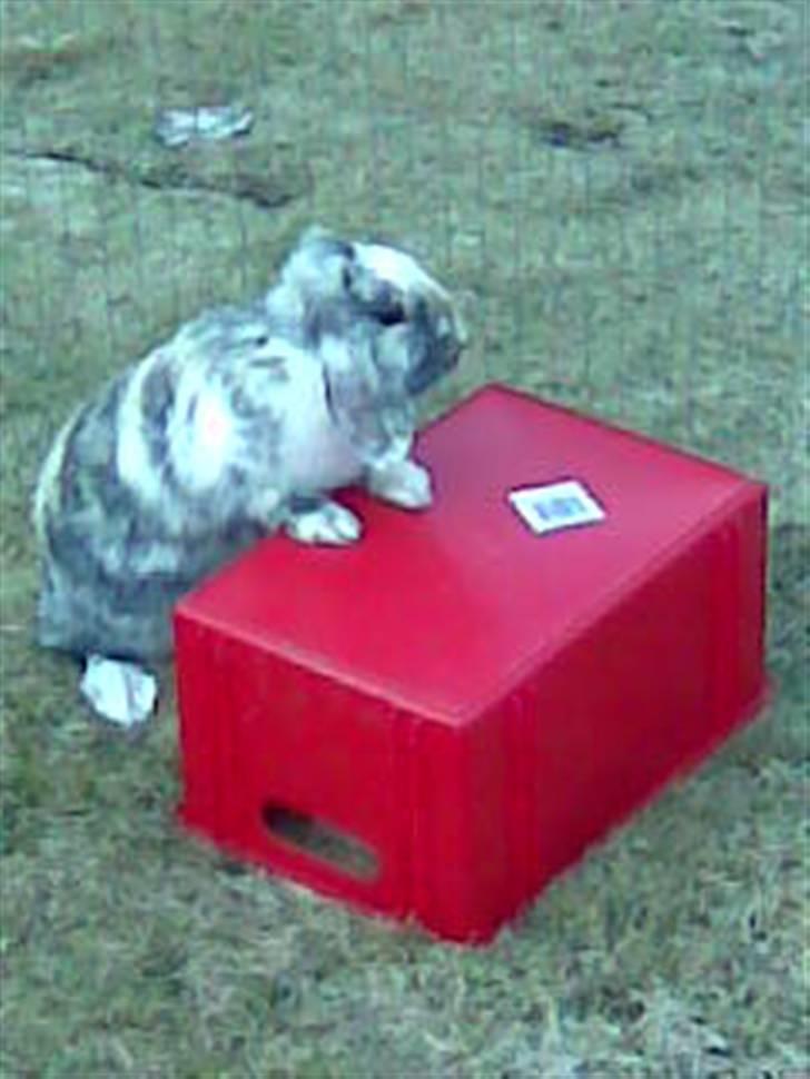 Kanin Hannibal R.I.P billede 20
