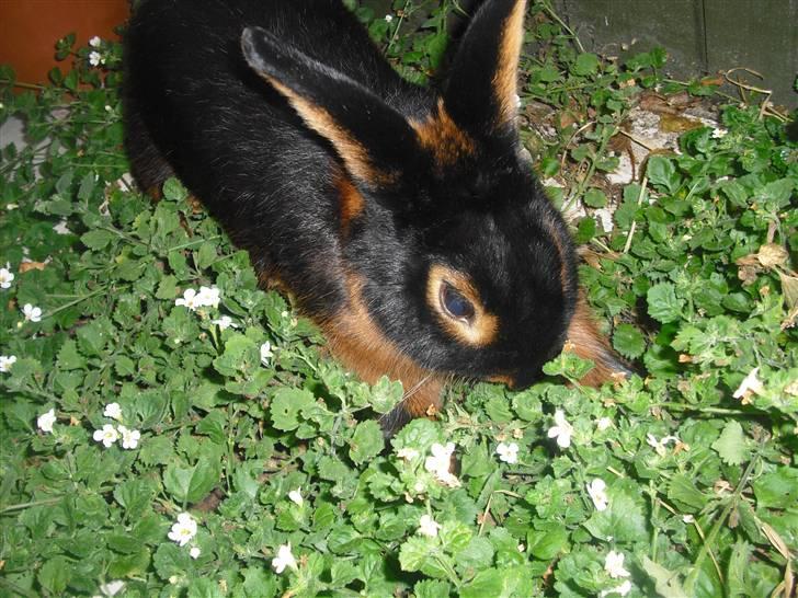 Kanin Buddh billede 2