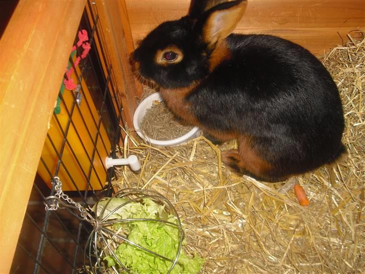 Kanin Buddh billede 13