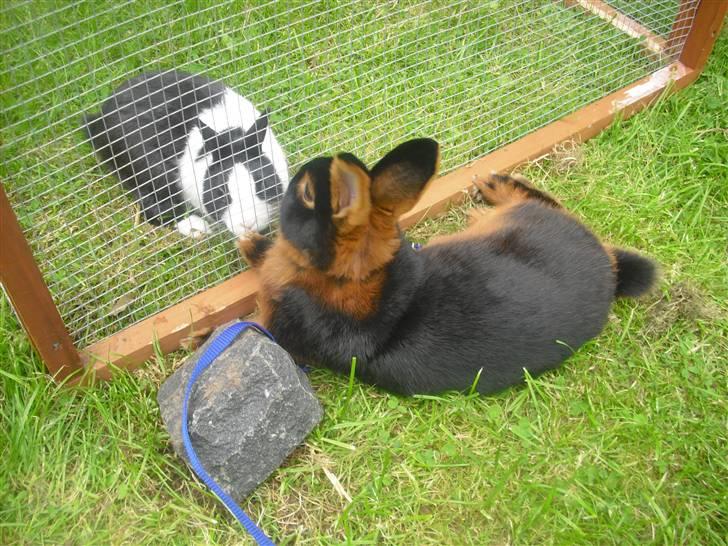 Kanin Buddh billede 3