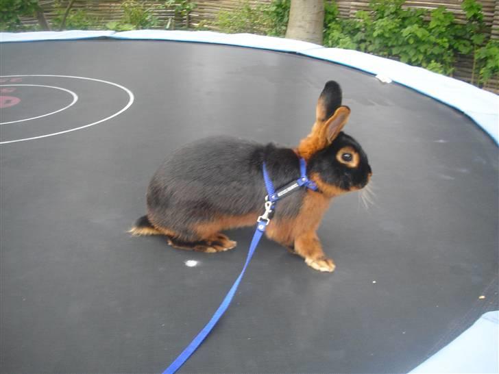 Kanin Buddh billede 4