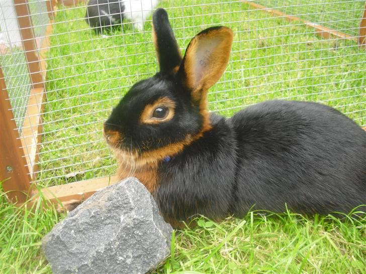 Kanin Buddh billede 5