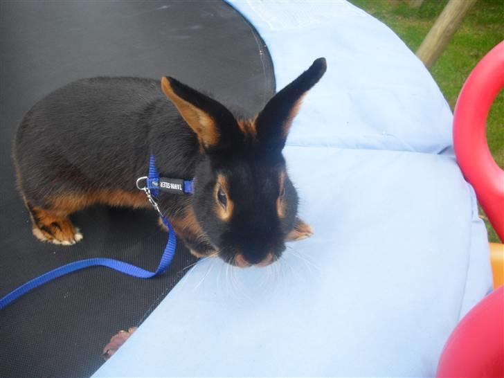 Kanin Buddh billede 6