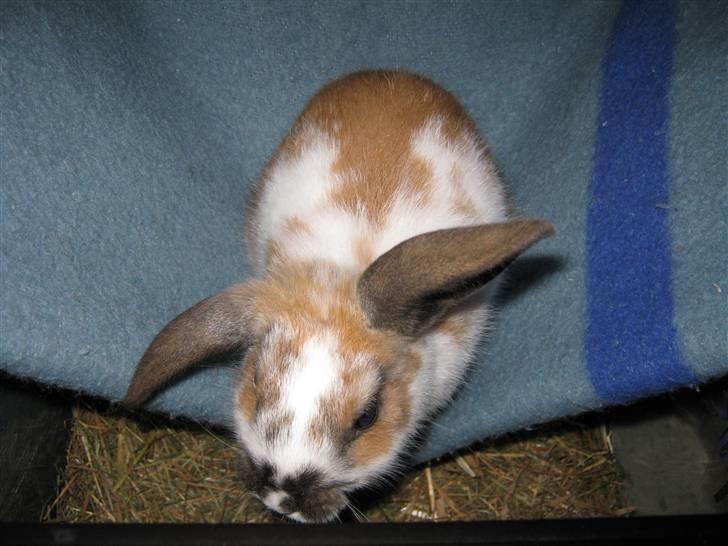 Kanin Baby Wabsi billede 1