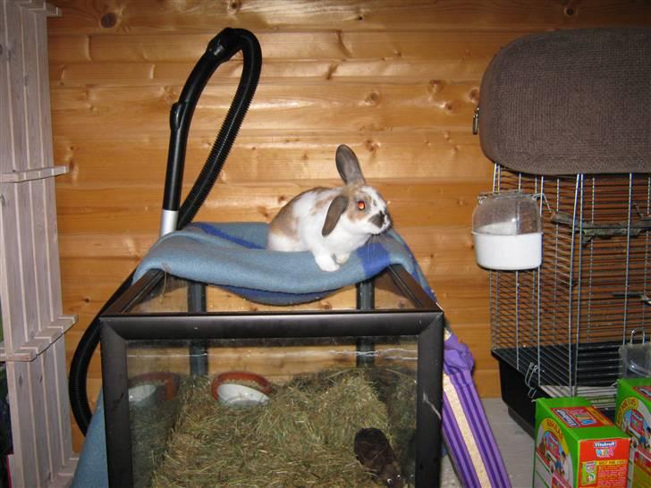 Kanin Baby Wabsi billede 2