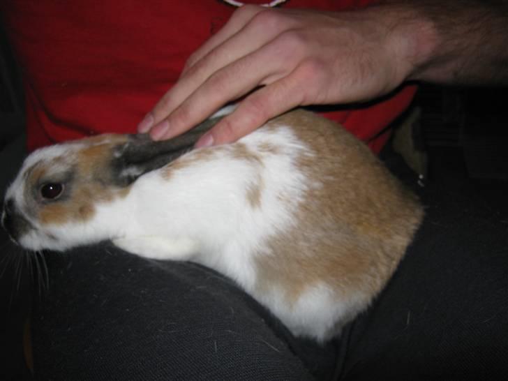 Kanin Baby Wabsi billede 3