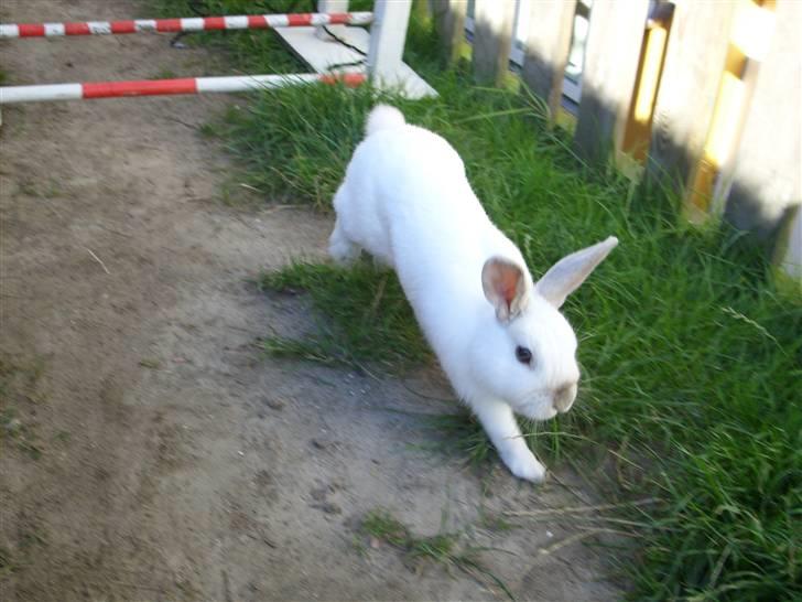 Kanin Canaada von havregryn - Alberte H. Højberg (mig) billede 9