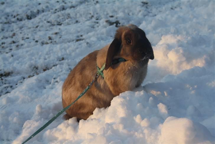 Kanin Fløde  - Velkommen til Fløde. billede 1