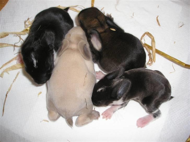 Kanin Fløde  - Dengang har var helt helt lille. billede 2