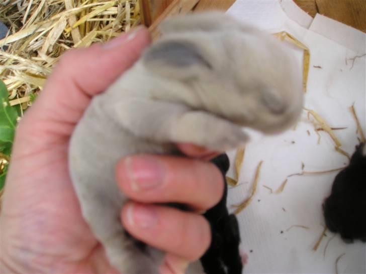 Kanin Fløde  - Kunne ligge i en hånd. Kan han ikke mere!! billede 3