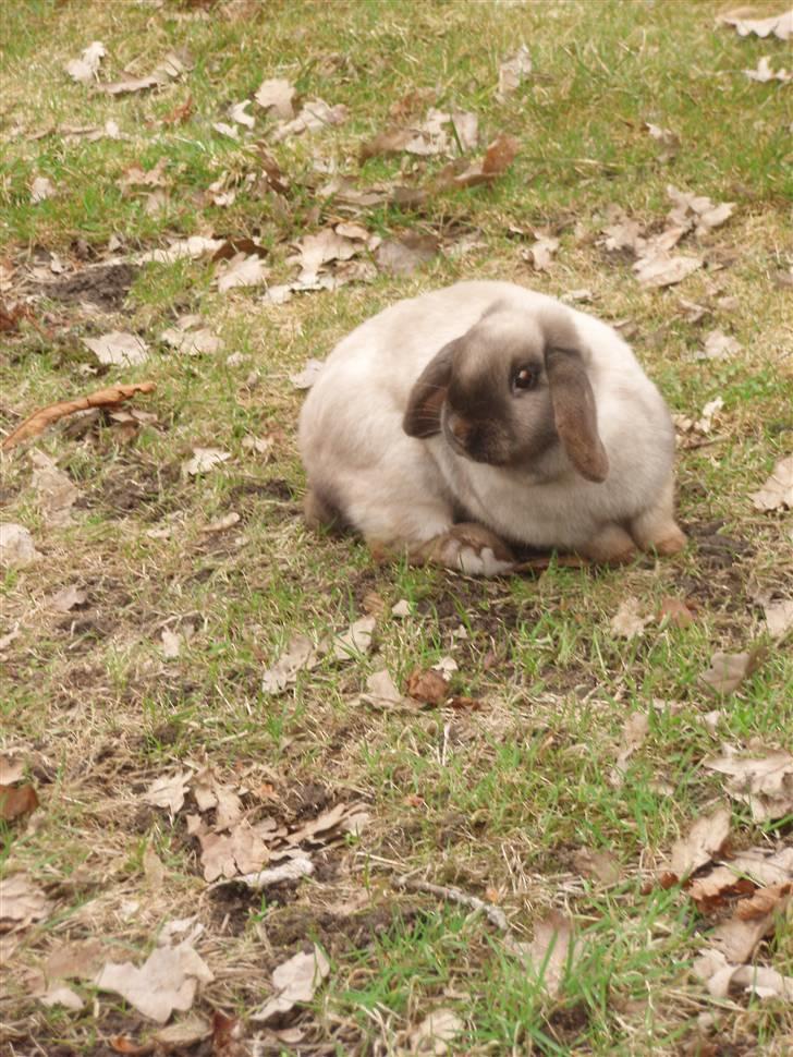 Kanin Fløde  billede 4