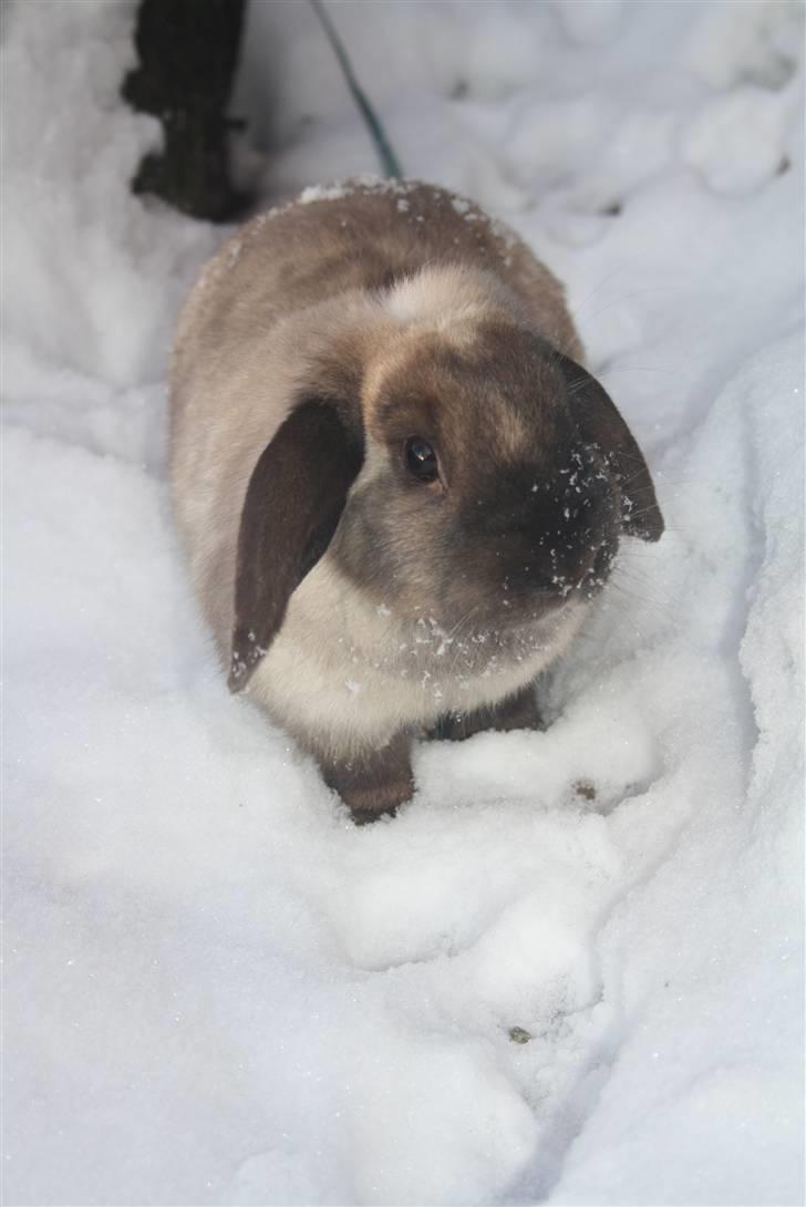 Kanin Fløde  - Sne d. 30 november 2010. billede 5