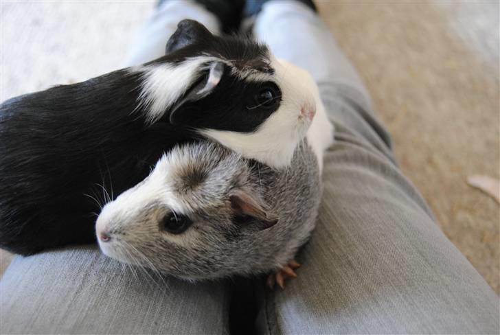 Marsvin |Daim billede 10